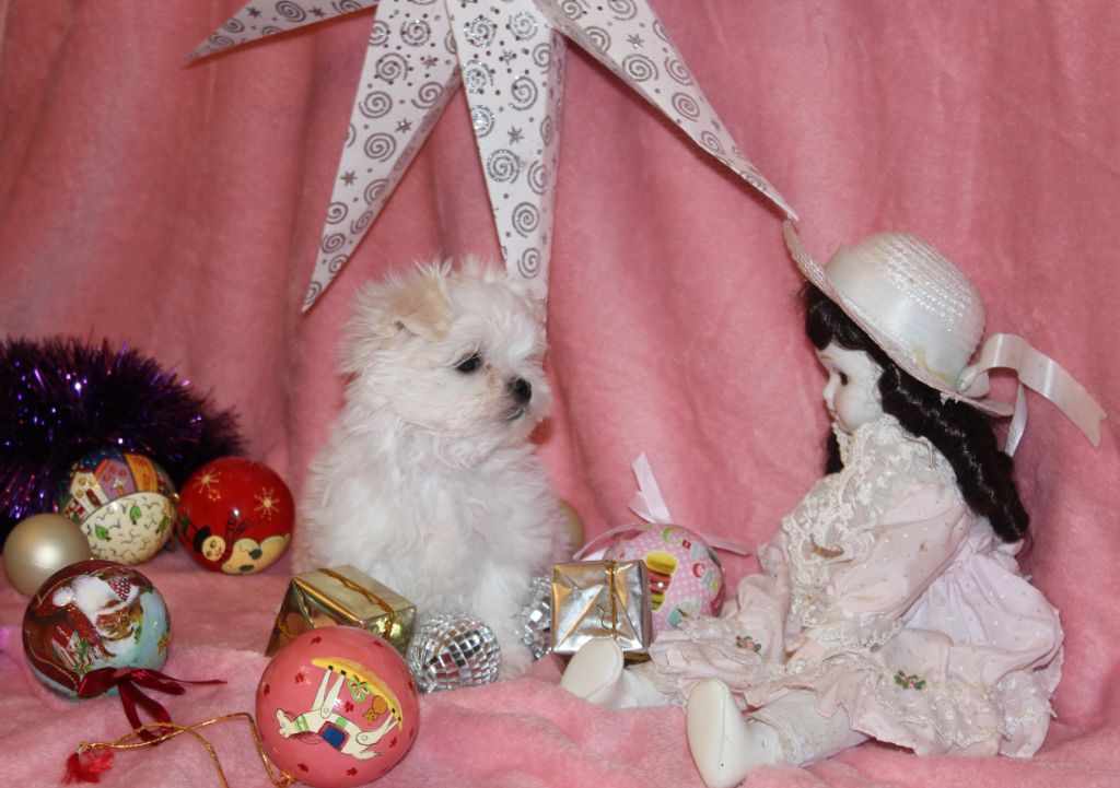 CH. Notre belle demoiselle de L'Adoree Peneloppe