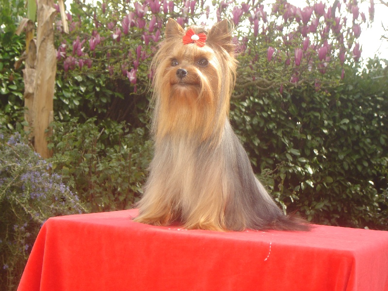 Belle star de L'Adoree Peneloppe