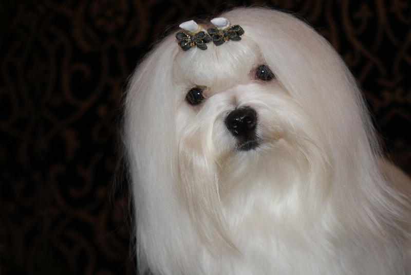 Dora de L'Adoree Peneloppe