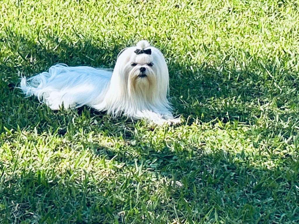 Votre altesse de L'Adoree Peneloppe