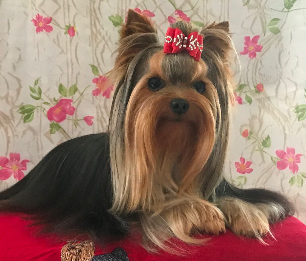 Ocarina de L'Adoree Peneloppe