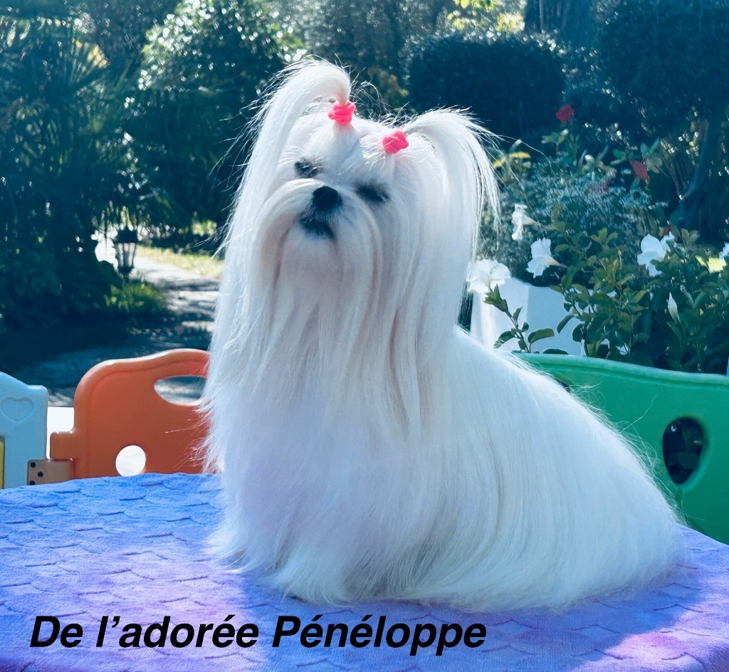 Votre altesse de L'Adoree Peneloppe