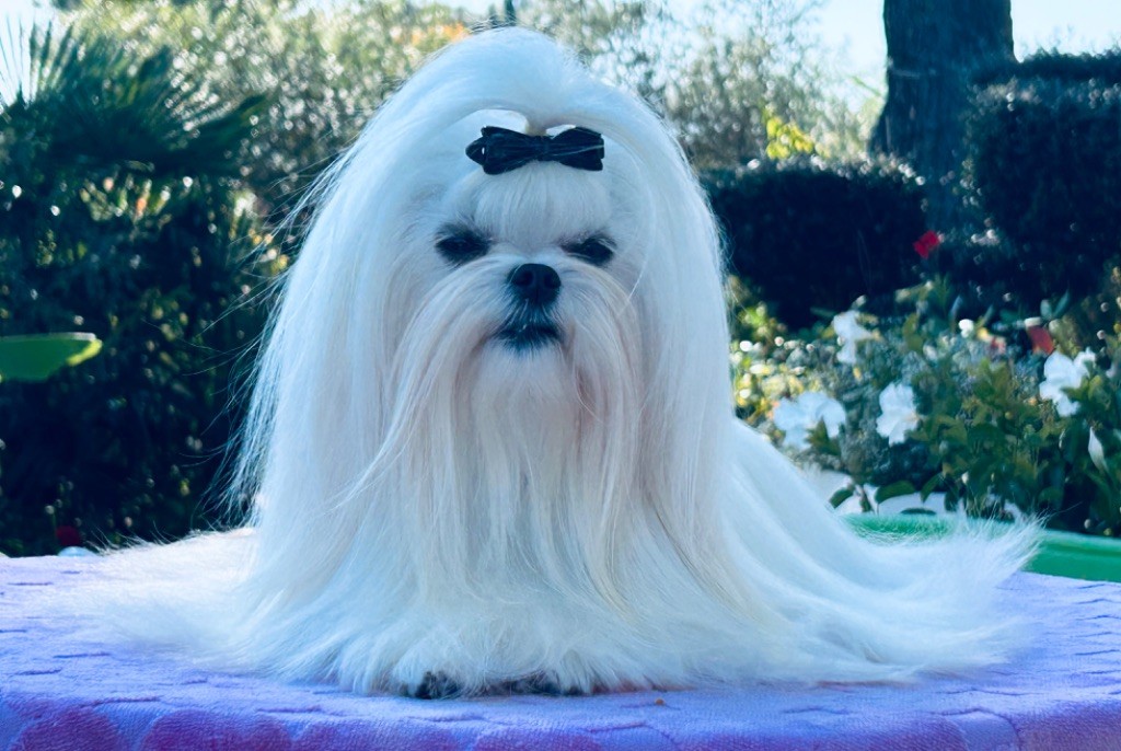 Votre altesse de L'Adoree Peneloppe