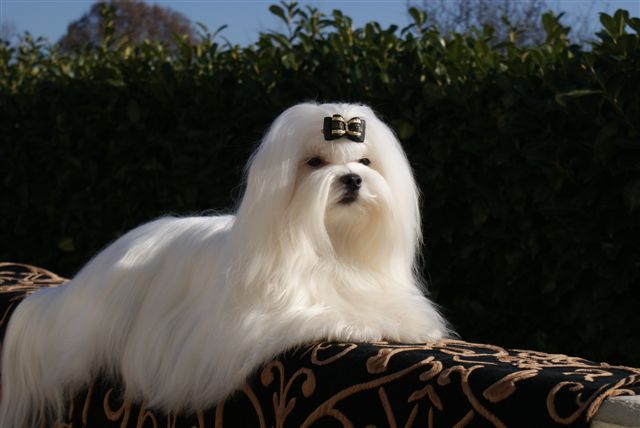 Dora de L'Adoree Peneloppe