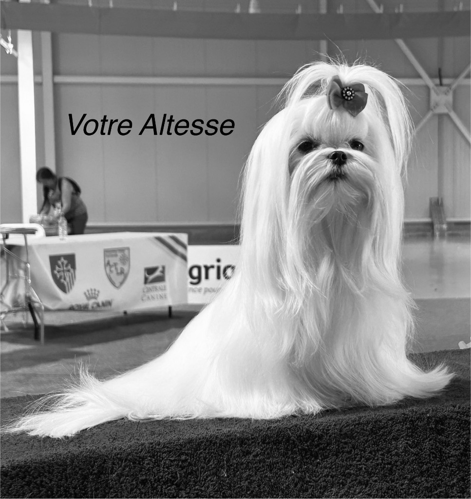 Votre altesse de L'Adoree Peneloppe