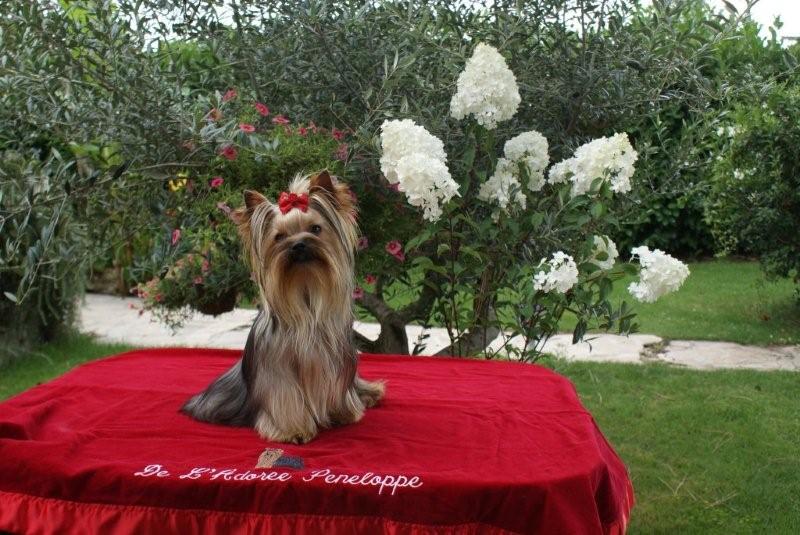 Figo de L'Adoree Peneloppe