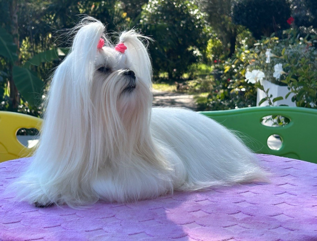 Votre altesse de L'Adoree Peneloppe