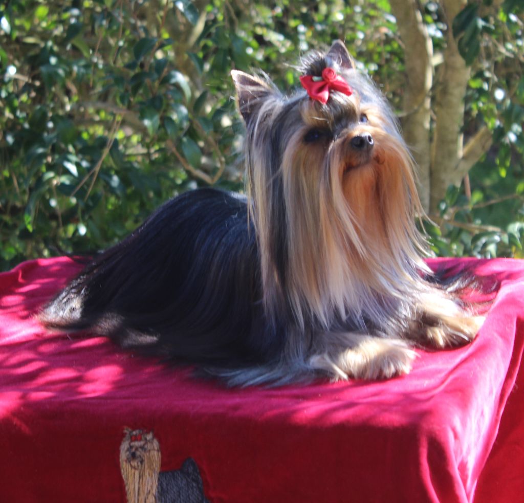 Ocarina de L'Adoree Peneloppe