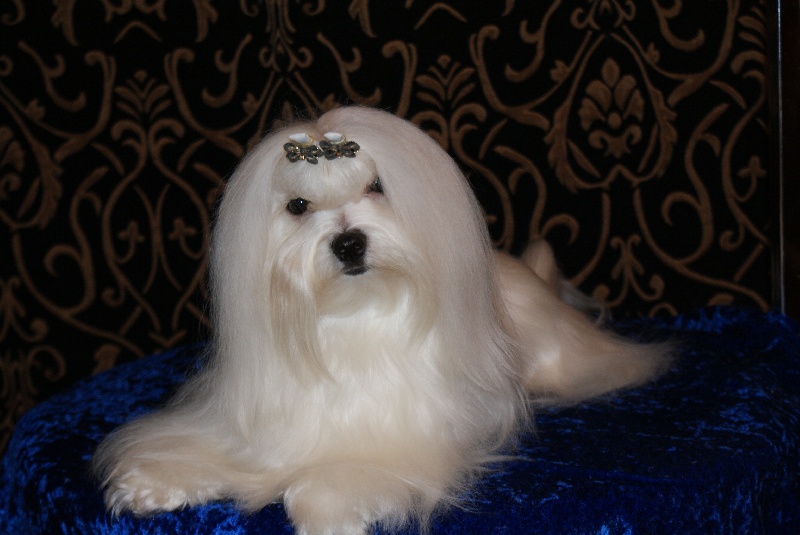 Dora de L'Adoree Peneloppe