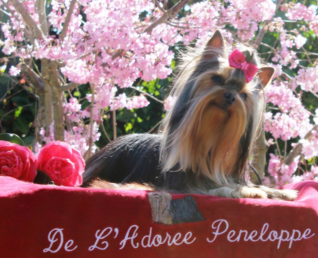 Ocarina de L'Adoree Peneloppe