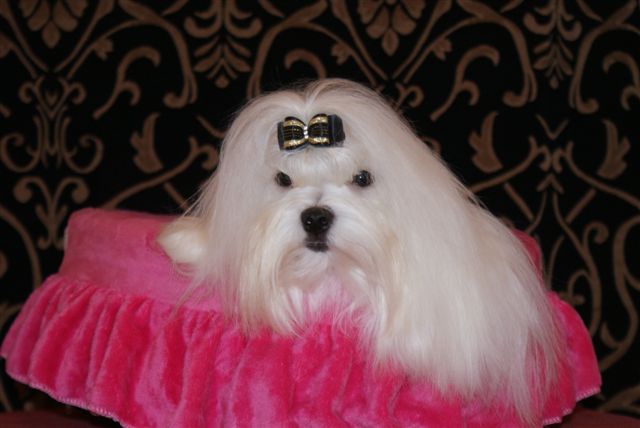 Dora de L'Adoree Peneloppe