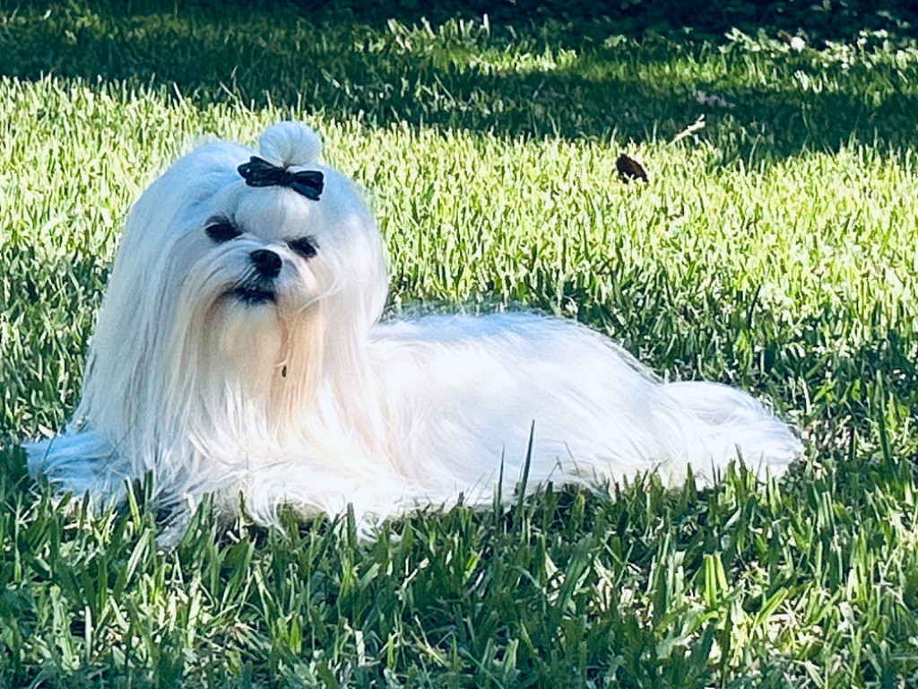 Votre altesse de L'Adoree Peneloppe