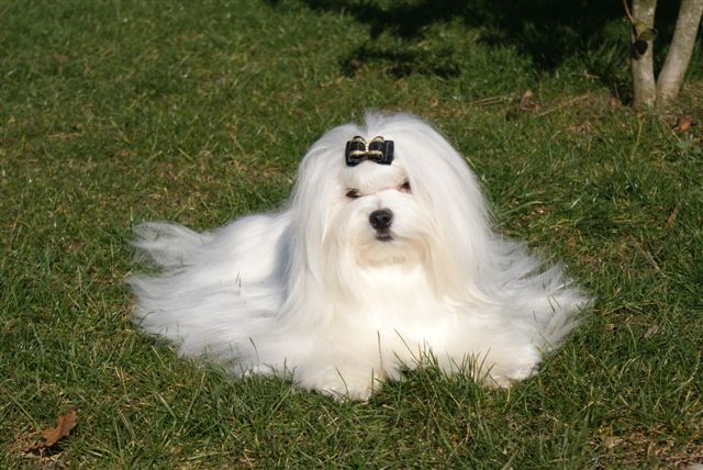 Dora de L'Adoree Peneloppe