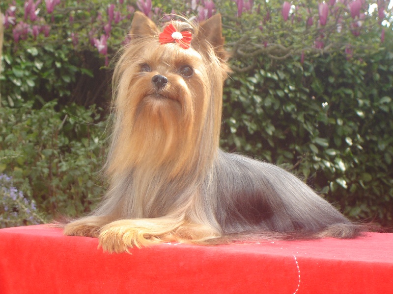 Belle star de L'Adoree Peneloppe