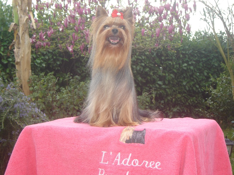 Belle star de L'Adoree Peneloppe