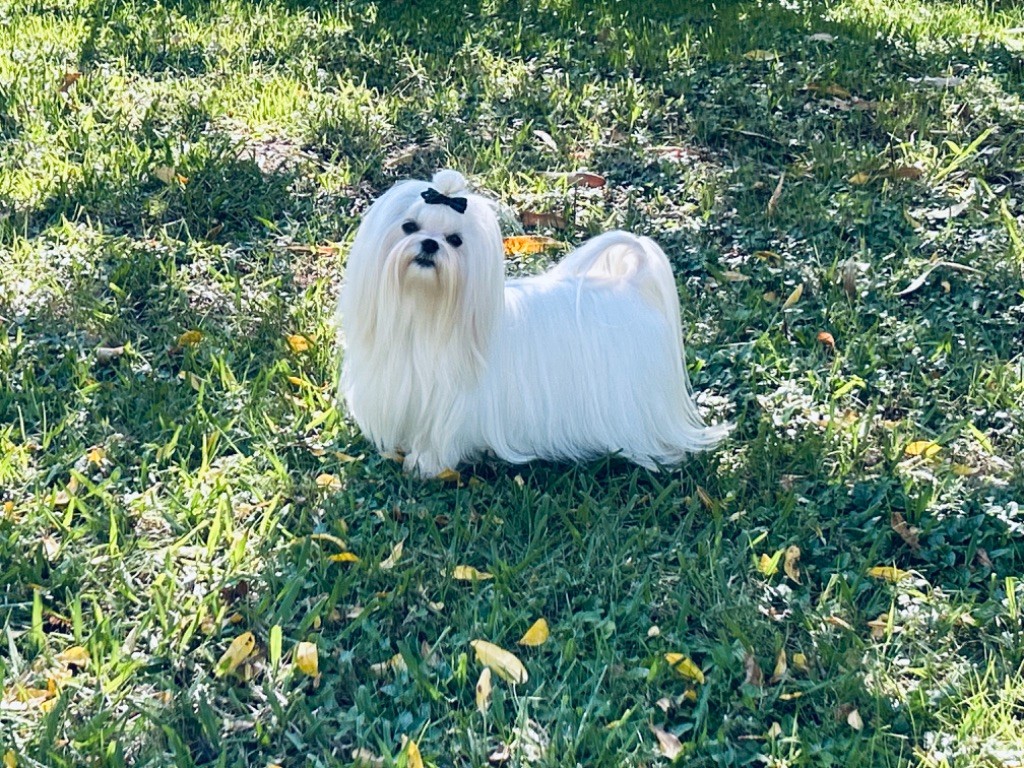 Votre altesse de L'Adoree Peneloppe