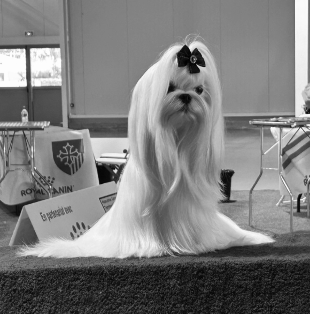 Votre altesse de L'Adoree Peneloppe