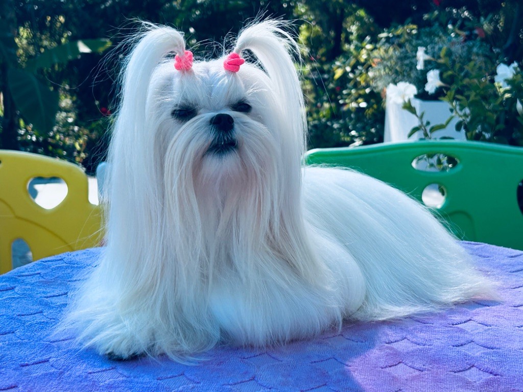 Votre altesse de L'Adoree Peneloppe