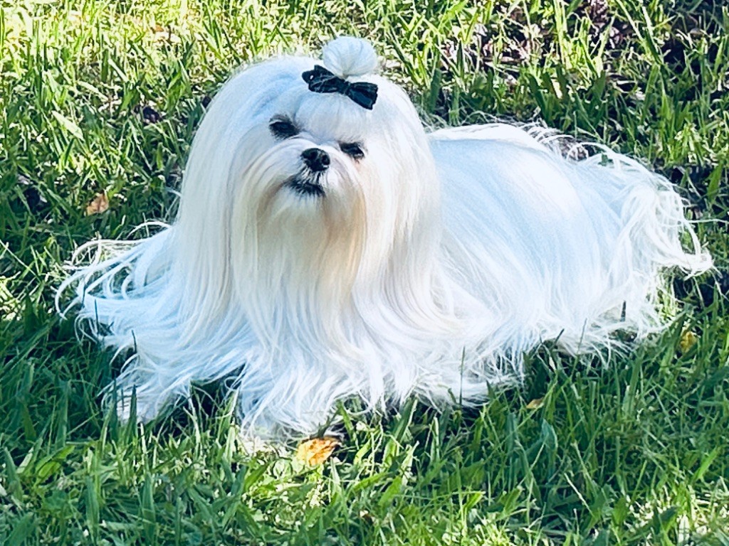 Votre altesse de L'Adoree Peneloppe