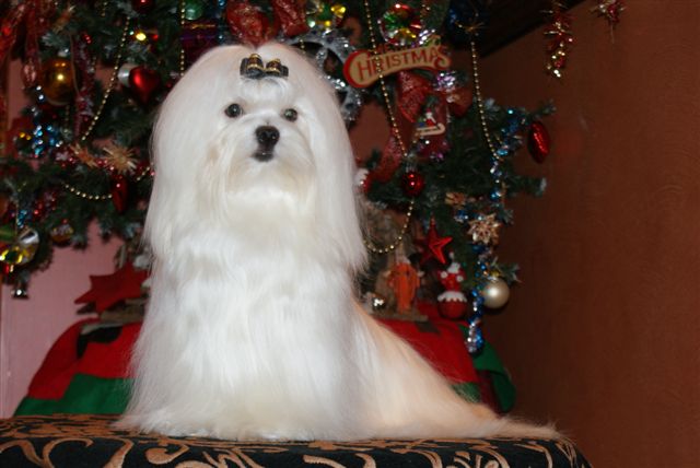 Dora de L'Adoree Peneloppe