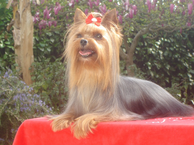 Belle star de L'Adoree Peneloppe