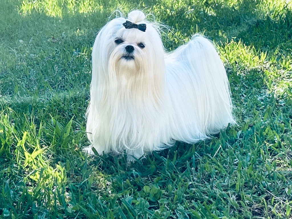 Votre altesse de L'Adoree Peneloppe