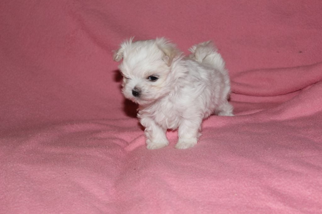 CH. Notre belle demoiselle de L'Adoree Peneloppe