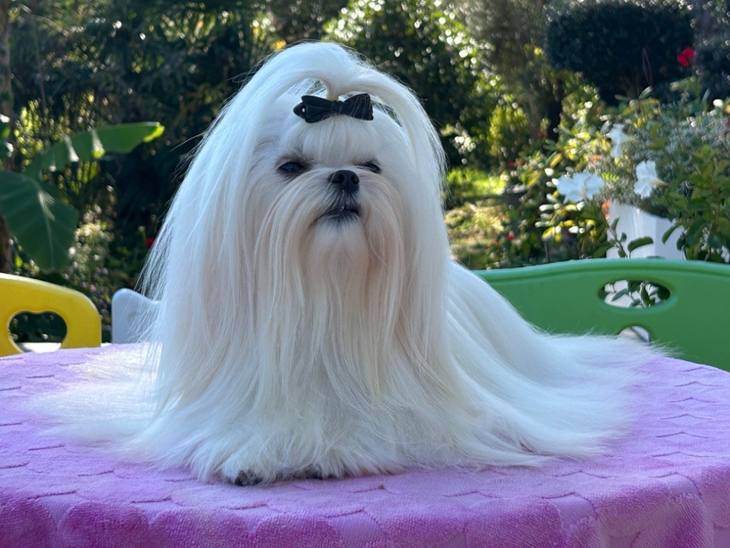 Votre altesse de L'Adoree Peneloppe