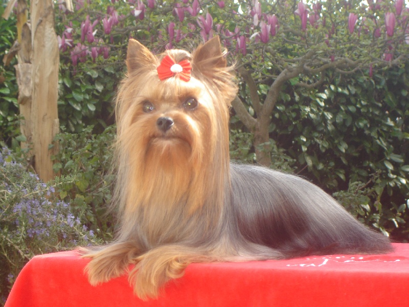 Belle star de L'Adoree Peneloppe