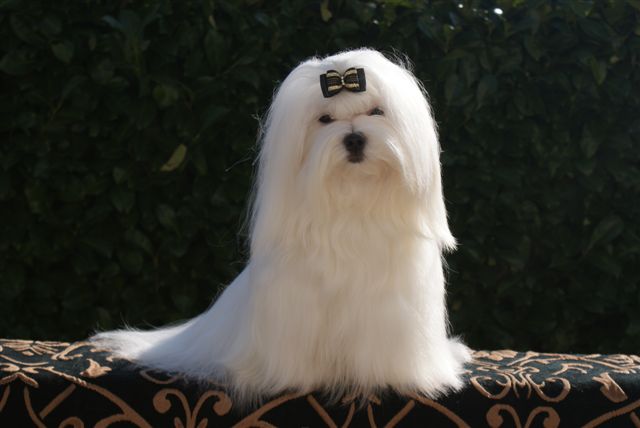 Dora de L'Adoree Peneloppe