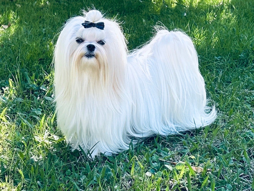 Votre altesse de L'Adoree Peneloppe