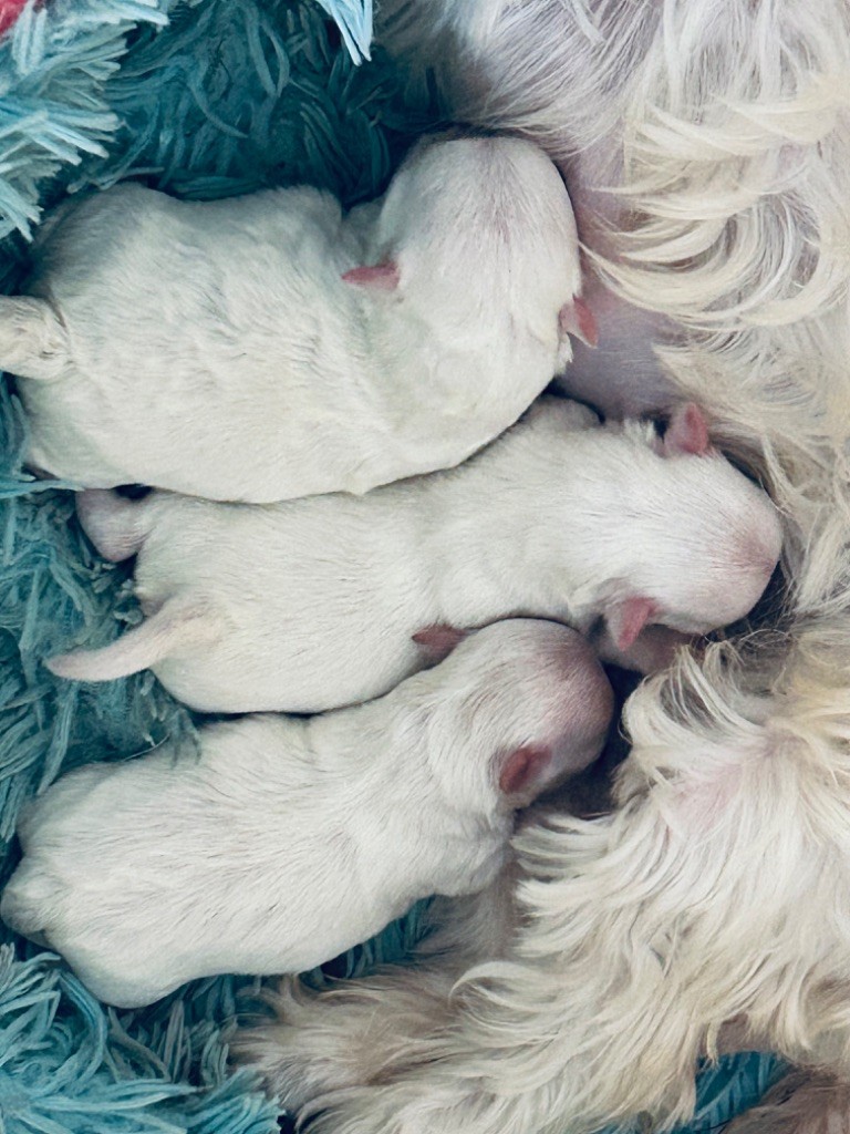 Bichon maltais - de L'Adoree Peneloppe