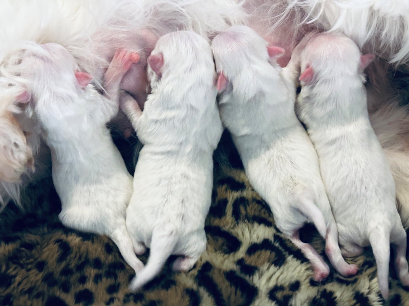 Bichon maltais - de L'Adoree Peneloppe