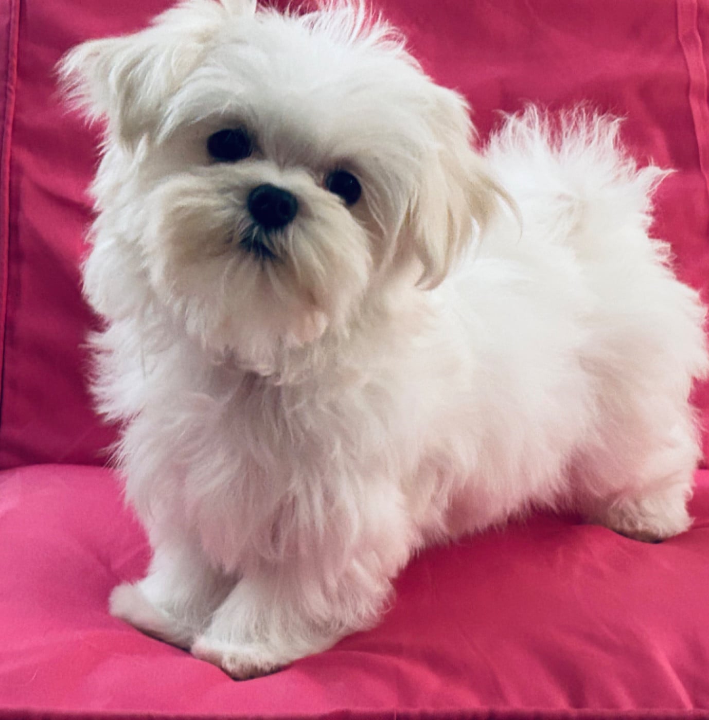 Chiot Bichon maltais