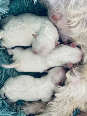 Les chiots de Bichon maltais