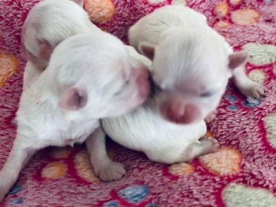 Les chiots de Bichon maltais