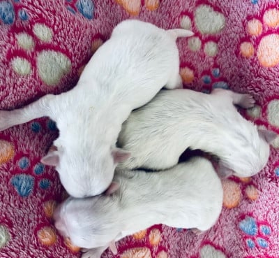 Les chiots de Bichon maltais
