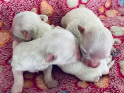 Les chiots de Bichon maltais