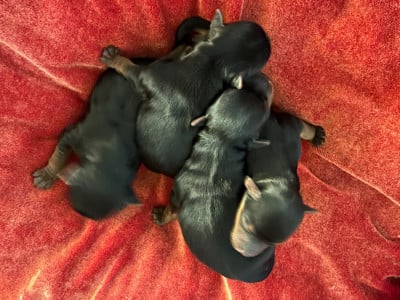 Les chiots de Yorkshire Terrier