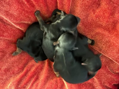 Les chiots de Yorkshire Terrier