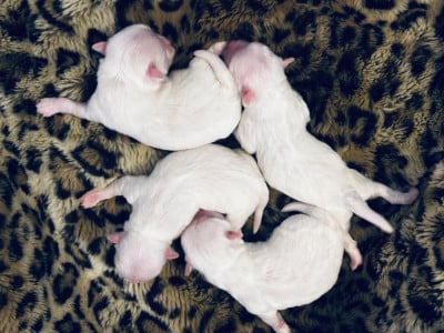Les chiots de Bichon maltais