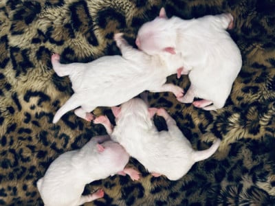 Les chiots de Bichon maltais