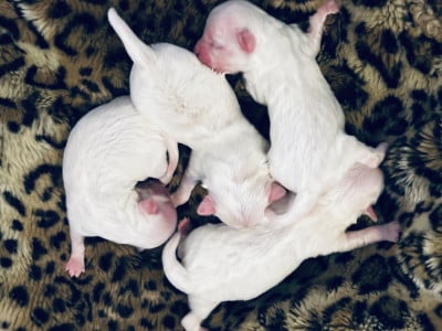 Les chiots de Bichon maltais