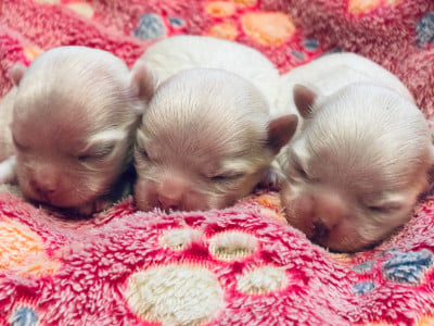 Les chiots de Bichon maltais