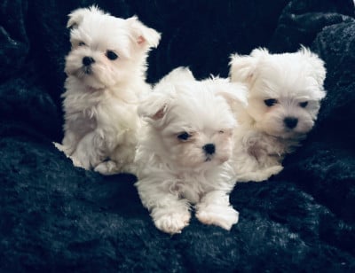 Les chiots de Bichon maltais