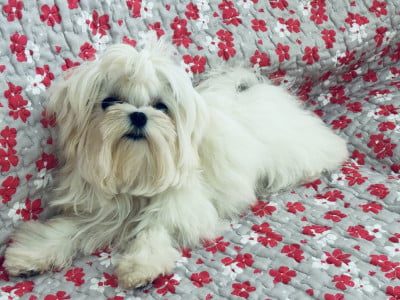 Les chiots de Bichon maltais