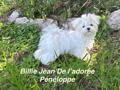 Les chiots de Bichon maltais