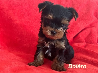 Les chiots de Yorkshire Terrier