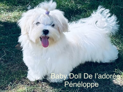 Les chiots de Bichon maltais