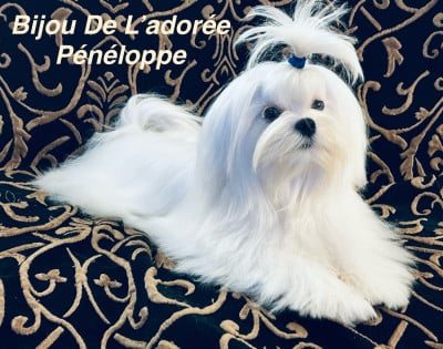 Les chiots de Bichon maltais